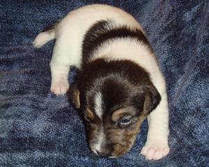 Puppy 1